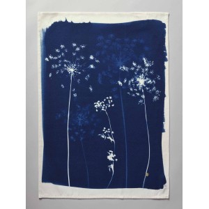 Strofinaccio Fleurs de carotte Bleu 70 X 50